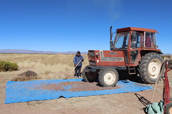 Quinoa wird mithilfe eines Traktors zerkleinert. 
